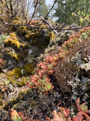 Sedum oregonense