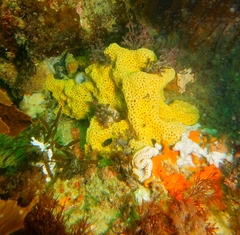 Holopsamma