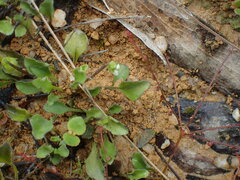 Viola cleistogamoides