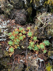 Sedum oregonense