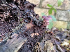 Mycena haematopus