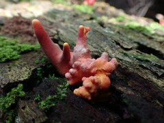 Trichoderma cornu-damae