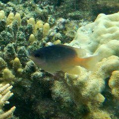 Chrysiptera caesifrons