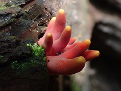 Trichoderma cornu-damae