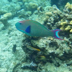 Cetoscarus ocellatus