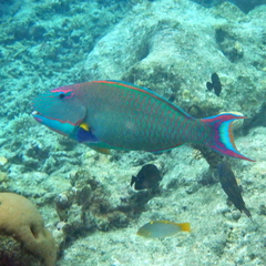 Cetoscarus ocellatus