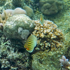 Chaetodon pelewensis