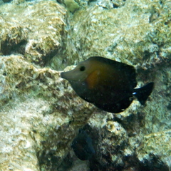 Zebrasoma scopas