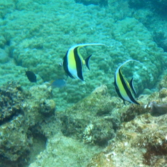 Zanclus cornutus