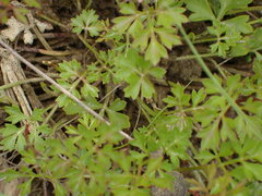Xanthosia dissecta