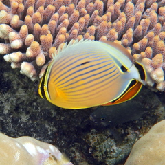 Chaetodon lunulatus