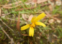 Microseris walteri