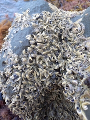 Spirobranchus cariniferus