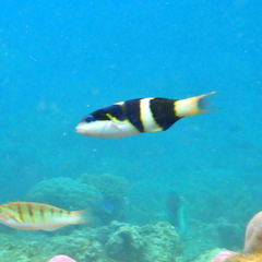 Thalassoma nigrofasciatum