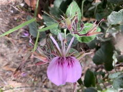Pelargonium cordifolium