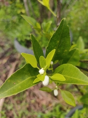 Citrus