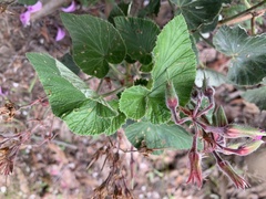 Pelargonium cordifolium