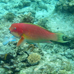 Chlorurus microrhinos