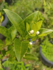 Citrus