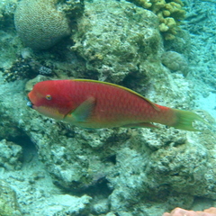 Chlorurus microrhinos