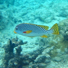 Plectorhinchus lineatus