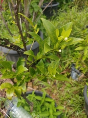 Citrus