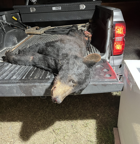 East Mexican Black Bear photographed in Texas