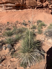 Yucca utahensis