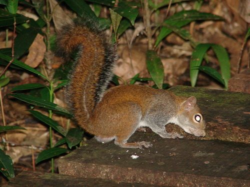 Deppe's Squirrel