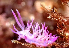 Flabellina affinis