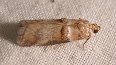 Acrobasis tumidana