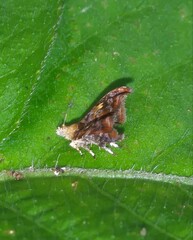 Choreutis emplecta