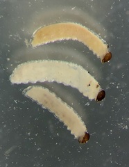 Austronanodes