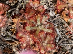 Drosera aliciae