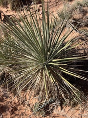 Yucca utahensis