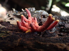 Trichoderma cornu-damae