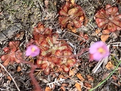 Drosera aliciae
