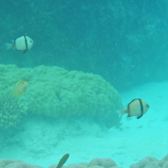 Dascyllus reticulatus