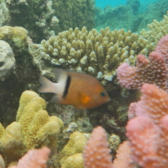 Plectroglyphidodon dickii