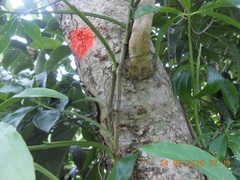 Araceae