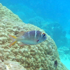 Monotaxis heterodon