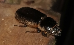 Macrolininae