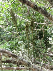 Tillandsia balbisiana