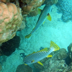 Plectorhinchus lineatus