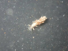 Trinchesia albocrusta