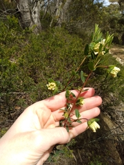 Pimelea ligustrina
