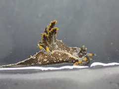 Polycera hedgpethi