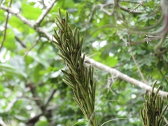 Tillandsia balbisiana