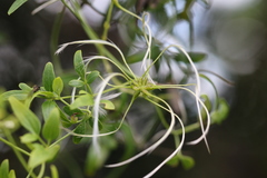 Clematis microphylla