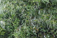 Clematis microphylla